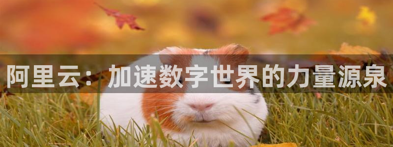 彩虹多多app极速版下载